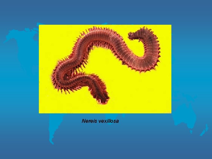 Nereis vexillosa 