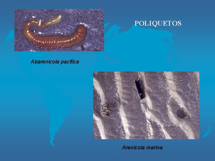 POLIQUETOS Abarenicola pacifica Arenicola marina 