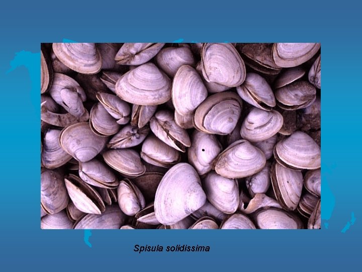 Spisula solidissima 