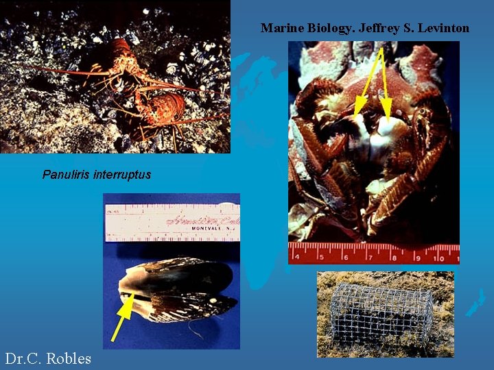 Marine Biology. Jeffrey S. Levinton Panuliris interruptus Dr. C. Robles 