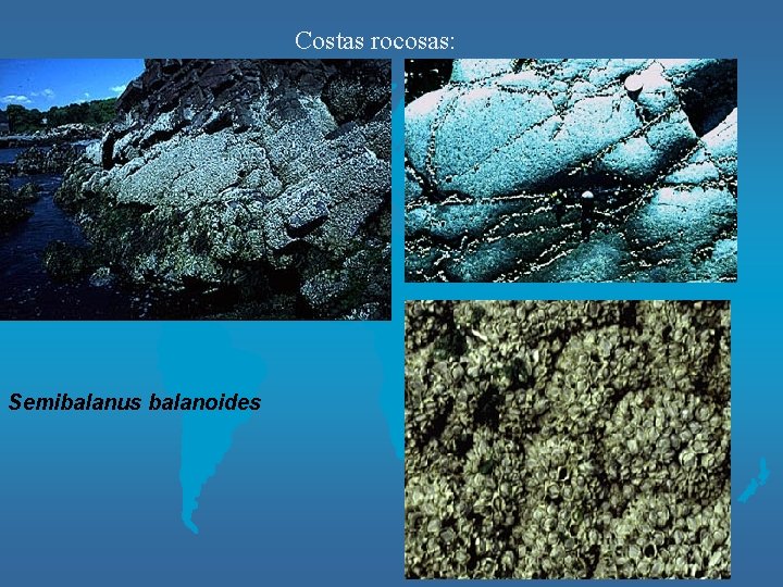Costas rocosas: Semibalanus balanoides 