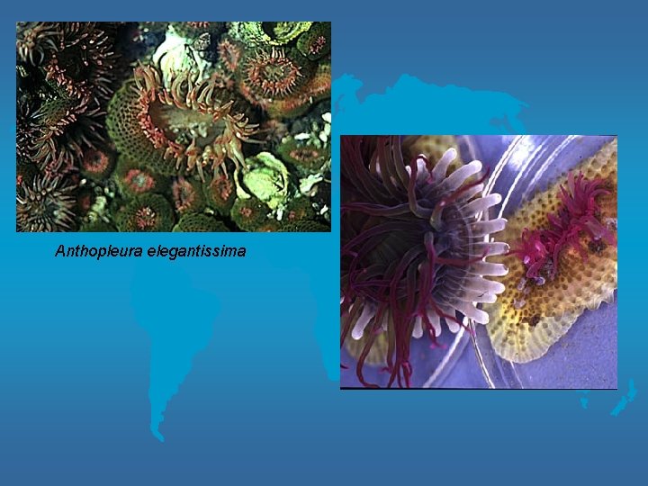 Anthopleura elegantissima 