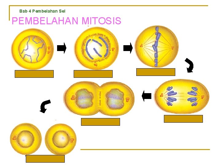 Bab 4 Pembelahan Sel PEMBELAHAN MITOSIS Profase awal Profase akhir Telofase awal Telofase akhir