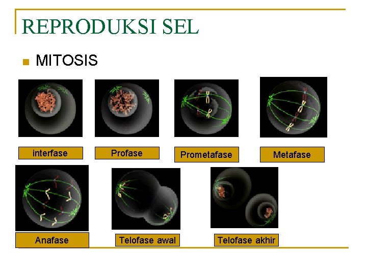 REPRODUKSI SEL n MITOSIS interfase Anafase Profase Telofase awal Prometafase Metafase Telofase akhir 