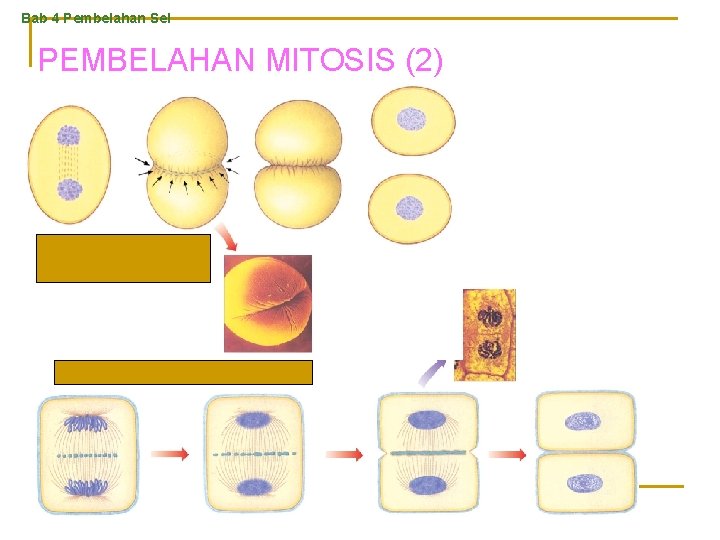 Bab 4 Pembelahan Sel PEMBELAHAN MITOSIS (2) Sitokinesis pada sel hewan. Sitokinesis pada sel
