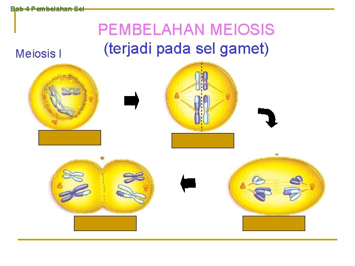 Bab 4 Pembelahan Sel Meiosis I PEMBELAHAN MEIOSIS (terjadi pada sel gamet) Profase I