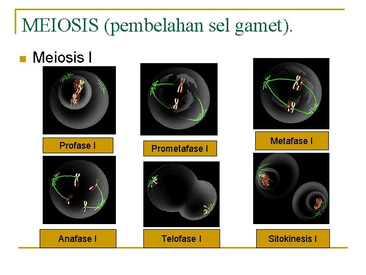 MEIOSIS (pembelahan sel gamet). n Meiosis I Profase I Prometafase I Anafase I Telofase