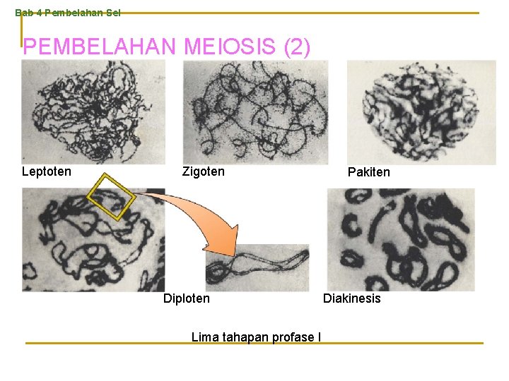 Bab 4 Pembelahan Sel PEMBELAHAN MEIOSIS (2) Leptoten Zigoten Diploten Lima tahapan profase I