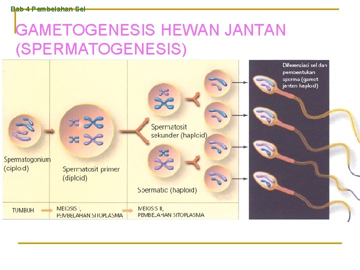 Bab 4 Pembelahan Sel GAMETOGENESIS HEWAN JANTAN (SPERMATOGENESIS) 