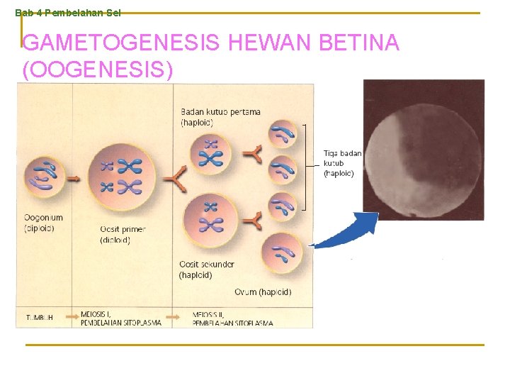 Bab 4 Pembelahan Sel GAMETOGENESIS HEWAN BETINA (OOGENESIS) 