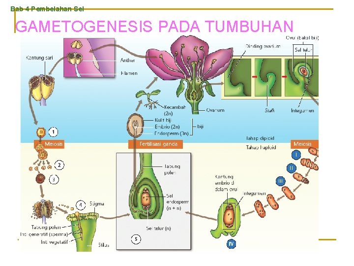 Bab 4 Pembelahan Sel GAMETOGENESIS PADA TUMBUHAN 