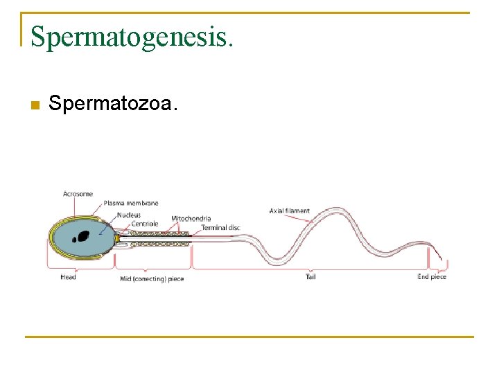 Spermatogenesis. n Spermatozoa. 
