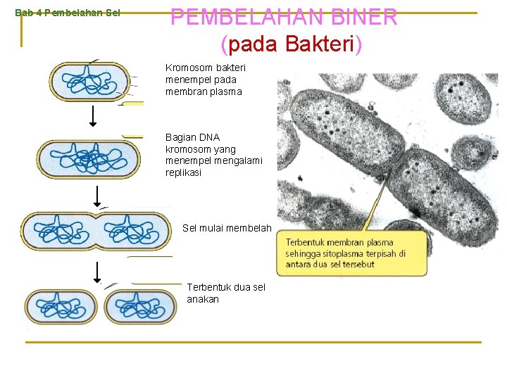 Bab 4 Pembelahan Sel PEMBELAHAN BINER (pada Bakteri) Kromosom bakteri menempel pada membran plasma