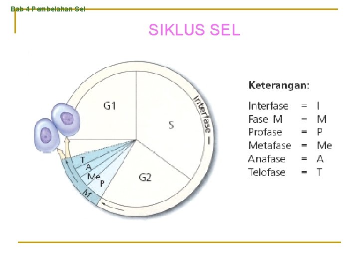 Bab 4 Pembelahan Sel SIKLUS SEL 