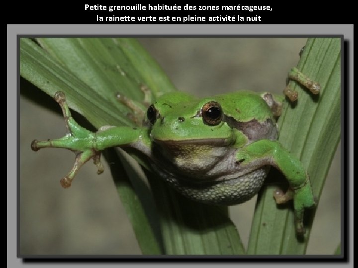 Petite grenouille habituée des zones marécageuse, la rainette verte est en pleine activité la