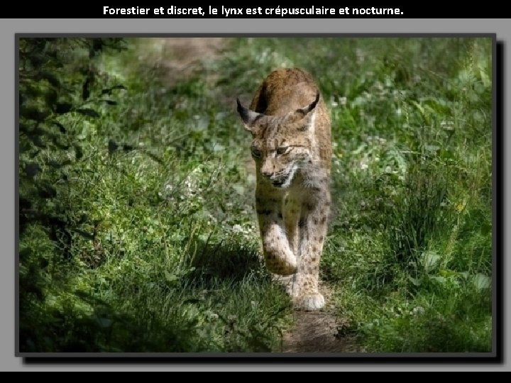 Forestier et discret, le lynx est crépusculaire et nocturne. 