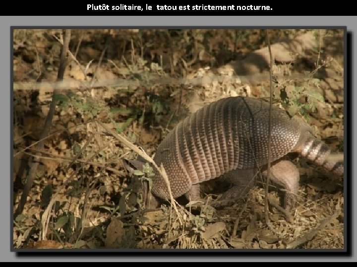 Plutôt solitaire, le tatou est strictement nocturne. 