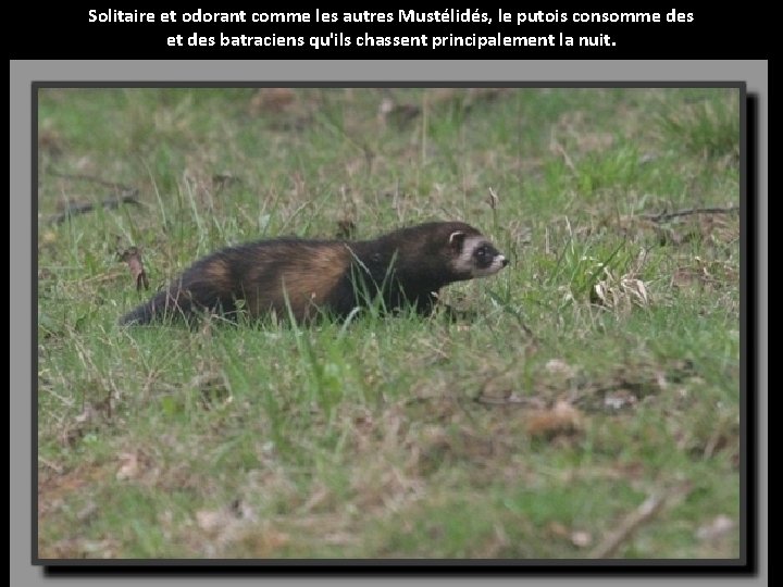 Solitaire et odorant comme les autres Mustélidés, le putois consomme des et des batraciens