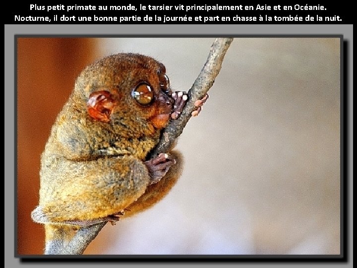 Plus petit primate au monde, le tarsier vit principalement en Asie et en Océanie.