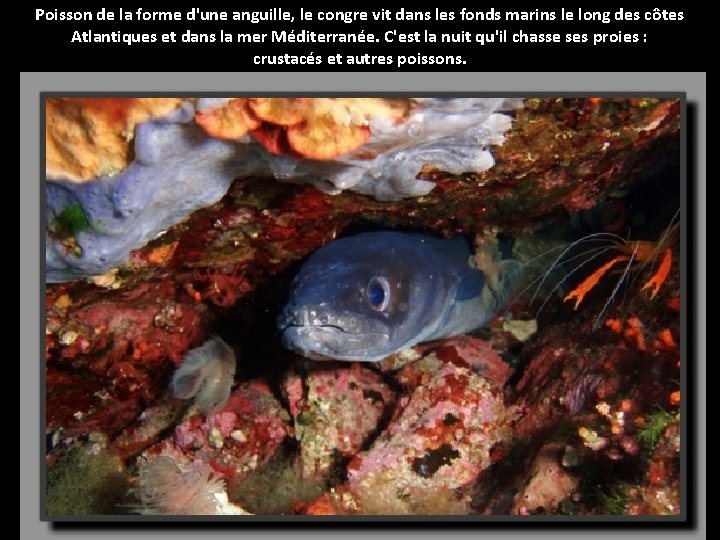 Poisson de la forme d'une anguille, le congre vit dans les fonds marins le