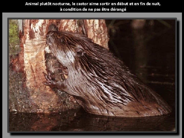 Animal plutôt nocturne, le castor aime sortir en début et en fin de nuit,