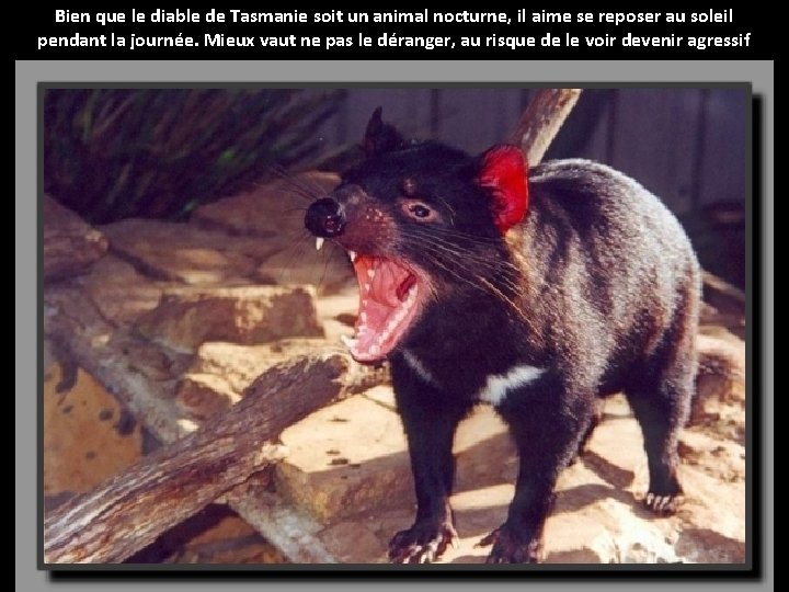 Bien que le diable de Tasmanie soit un animal nocturne, il aime se reposer