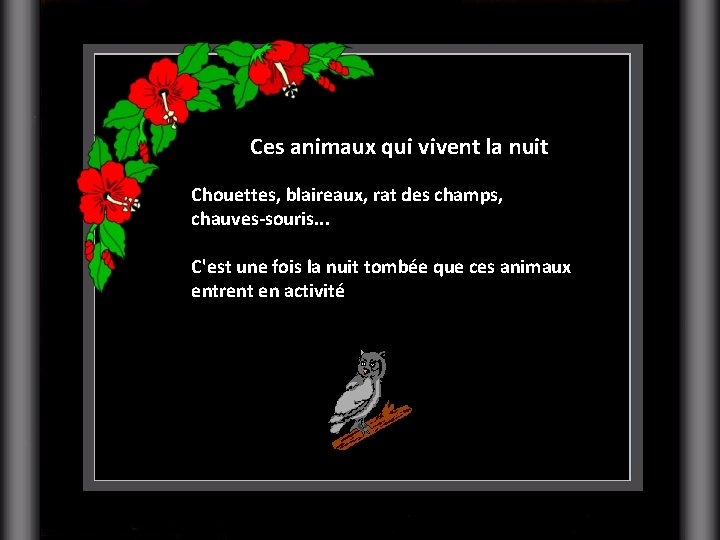 Ces animaux qui vivent la nuit Chouettes, blaireaux, rat des champs, chauves-souris. . .