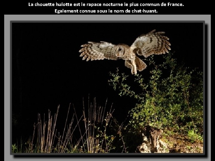 La chouette hulotte est le rapace nocturne le plus commun de France. Egalement connue