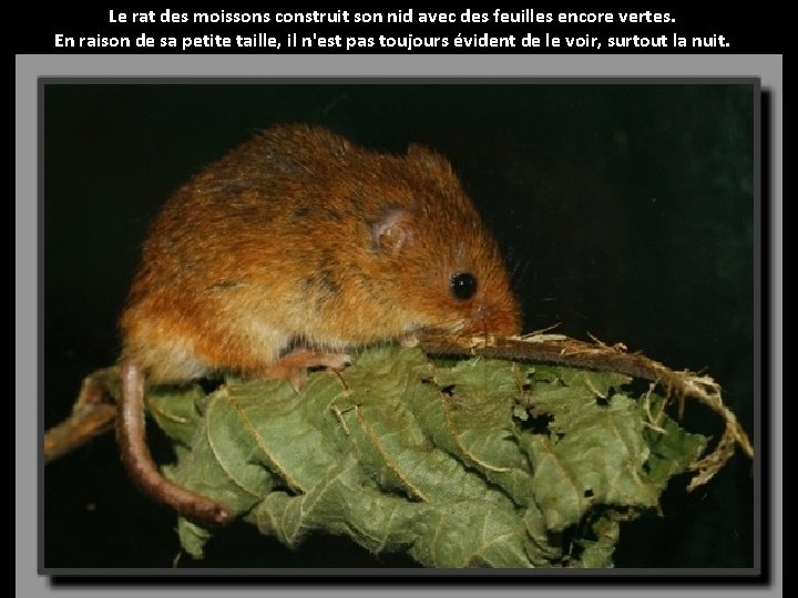 Le rat des moissons construit son nid avec des feuilles encore vertes. En raison