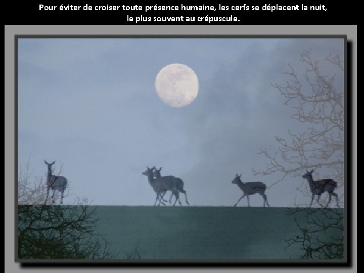 Pour éviter de croiser toute présence humaine, les cerfs se déplacent la nuit, le