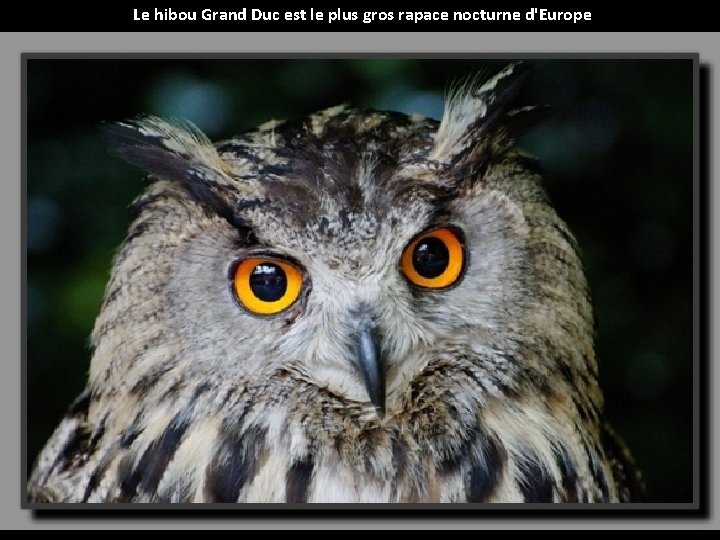 Le hibou Grand Duc est le plus gros rapace nocturne d'Europe 