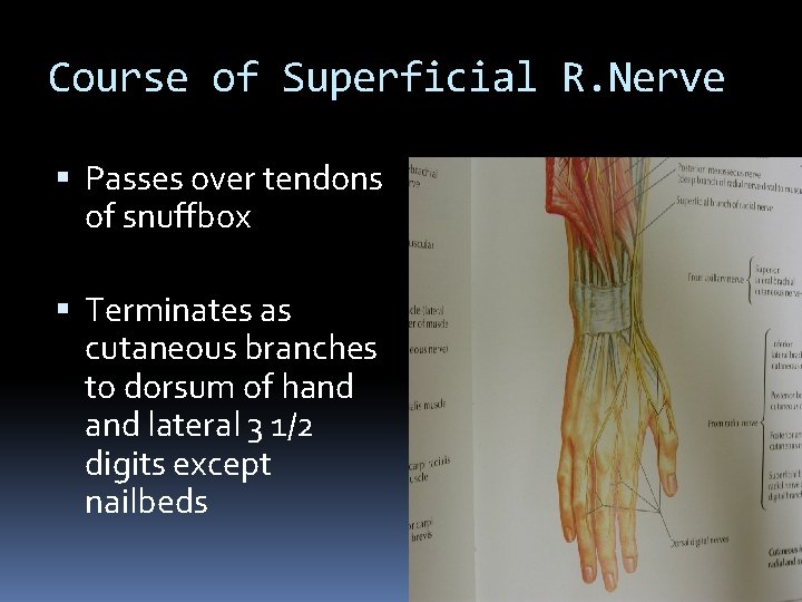 Course of Superficial R. Nerve Passes over tendons of snuffbox Terminates as cutaneous branches