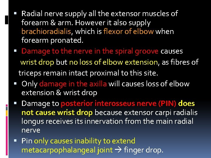  Radial nerve supply all the extensor muscles of forearm & arm. However it