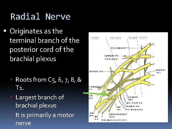 Radial Nerve Originates as the terminal branch of the posterior cord of the brachial