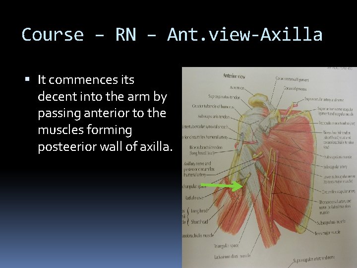 Course – RN – Ant. view-Axilla It commences its decent into the arm by