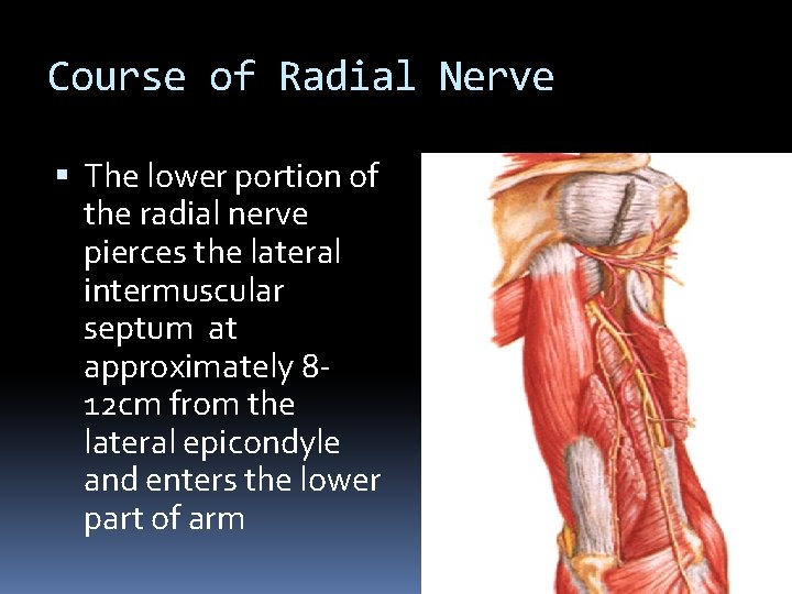 Course of Radial Nerve The lower portion of the radial nerve pierces the lateral