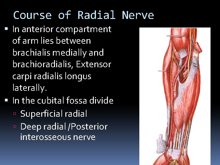 Course of Radial Nerve In anterior compartment of arm lies between brachialis medially and