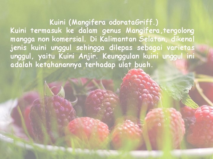 Kuini (Mangifera odorata. Griff. ) Kuini termasuk ke dalam genus Mangifera, tergolong mangga non