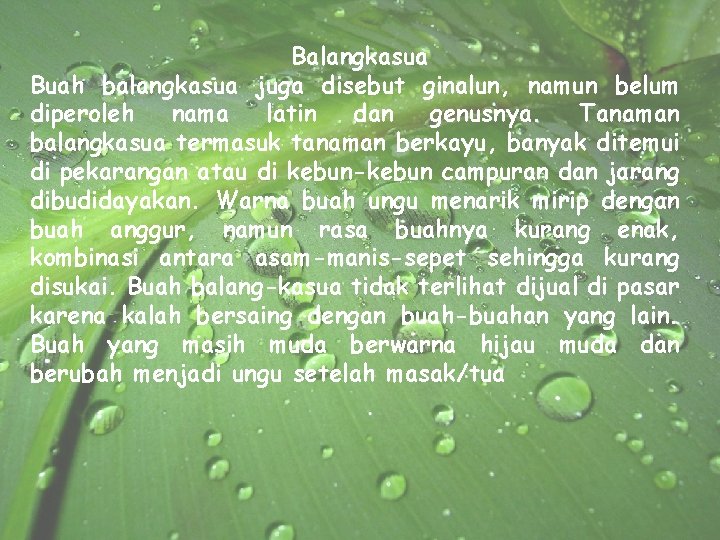 Balangkasua Buah balangkasua juga disebut ginalun, namun belum diperoleh nama latin dan genusnya. Tanaman