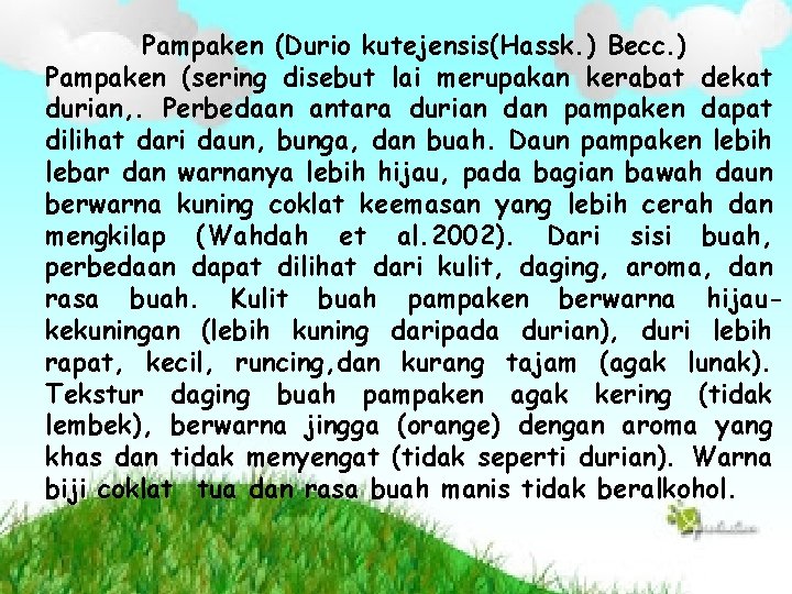 Pampaken (Durio kutejensis(Hassk. ) Becc. ) Pampaken (sering disebut lai merupakan kerabat dekat durian,