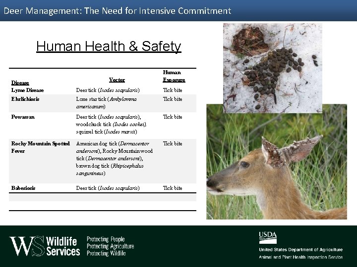 Deer Management: The Need for Intensive Commitment Human Health & Safety Disease Lyme Disease