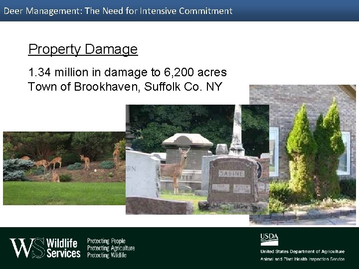 Deer Management: The Need for Intensive Commitment Property Damage 1. 34 million in damage