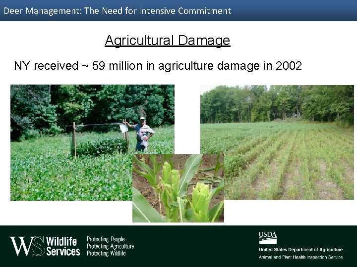 Deer Management: The Need for Intensive Commitment Agricultural Damage NY received ~ 59 million