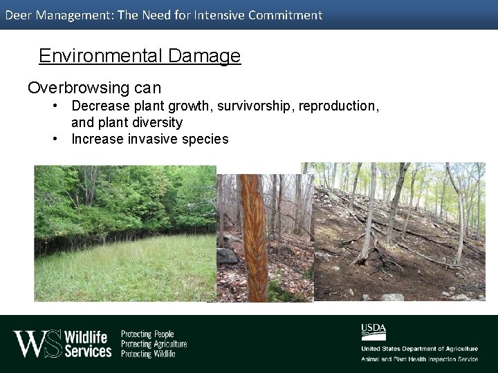 Deer Management: The Need for Intensive Commitment Environmental Damage Overbrowsing can • Decrease plant