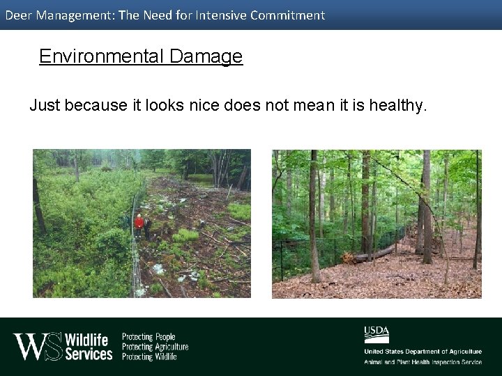 Deer Management: The Need for Intensive Commitment Environmental Damage Just because it looks nice