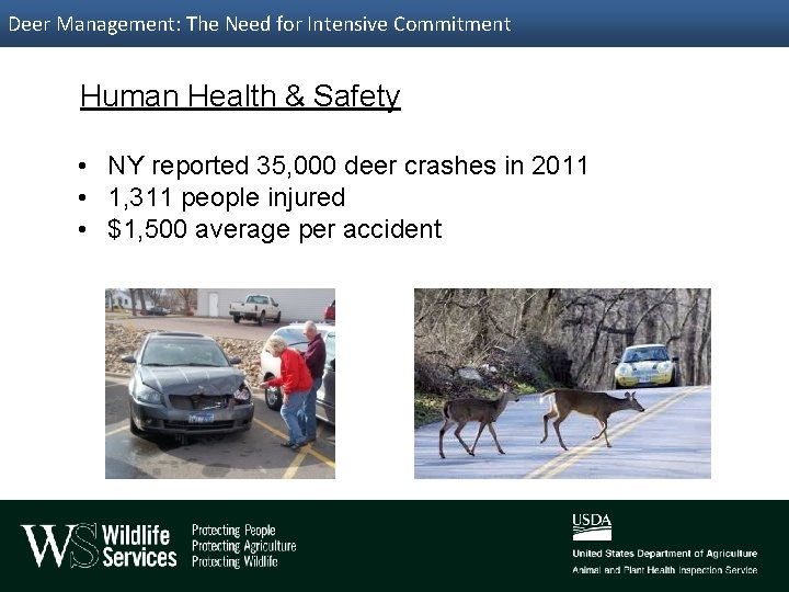 Deer Management: The Need for Intensive Commitment Human Health & Safety • NY reported