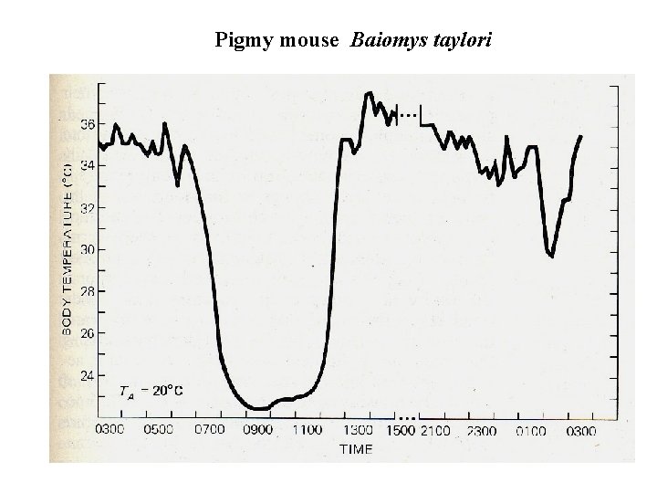 Pigmy mouse Baiomys taylori 