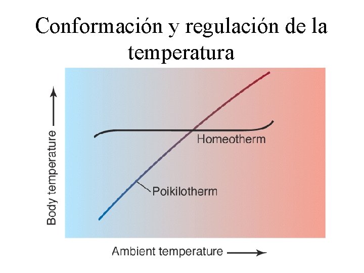 Conformación y regulación de la temperatura 