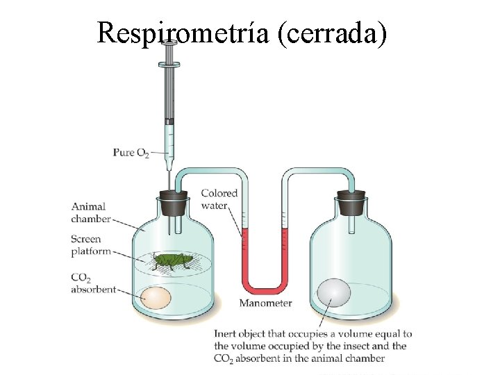 Respirometría (cerrada) 