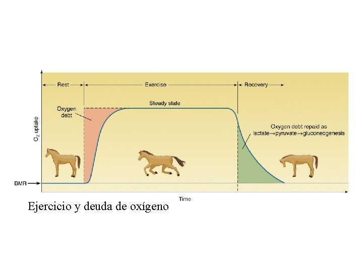 Ejercicio y deuda de oxígeno 